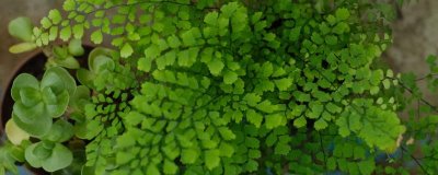 铁线蕨常见的病虫害及防治方法,主要病虫害为介壳虫和叶枯病