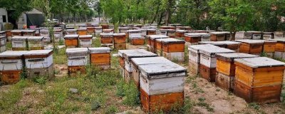 养蜂有没有补贴,取决于当地的政策