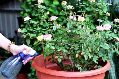 玫瑰花怎么种植，盆土要求疏松透气、排水良好
