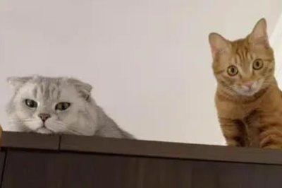 公猫打架应该怎么处理,需要及时制止