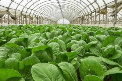 种植大棚蔬菜的成本和利润,初期每亩地的成本为7000元左右