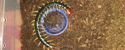 蜈蚣的食物，喜欢吃蝗虫、蟋蟀、蜻蜓等活体昆虫