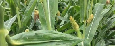 怎么避免玉米出现畸形穗，需适期播种、避开早春的极端气温