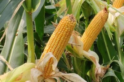诚信184玉米品种简介,种植密度4500株/亩左右