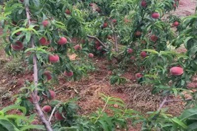 血桃的成熟时间，一般在5-6月份成熟上市