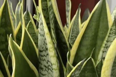 虎皮兰怎样才能恢复金边，需调整光照或重新栽植