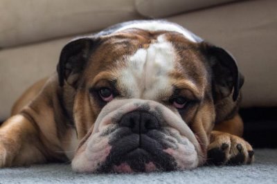 狗狗涨奶怎么处理,可以给狗狗喂猪肝