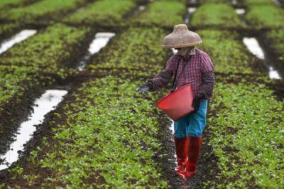 反季节蔬菜的施肥要点,应重施有机肥、合理选择肥料类型并确定用量