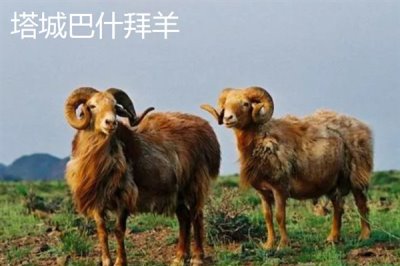 新疆塔城市的特产,乌苏柳花茶被视为茶中极品