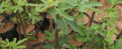 无花果的繁殖方法，可扦插、分株和压条繁殖