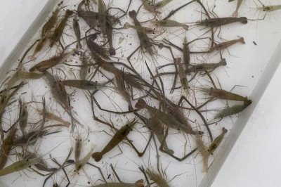 草虾的养殖技术,可在晴天上午投放草虾苗