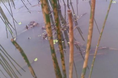 荸荠杆枯病的防治策略，栽植1茬荸荠在3年内轮作其它作物