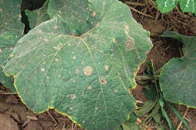 南瓜常见病害及防治方法,不同病害的防治方法不同