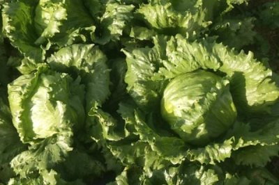 生菜的品种，分为散叶型、半结球型和结球形