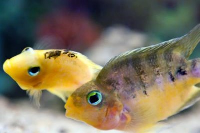 杂佛鳄龟喜欢吃什么,肉食性食物、蔬果都可以