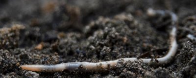 蚯蚓什么时候好抓,南方地区2-5月和10-11月最好抓