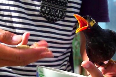 成年鹩哥一天喂多少次食,基本上每天要喂一到两次