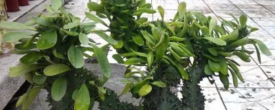 麒麟掌叶子发黄是什么原因,温度光照水分和施肥都影响