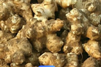 洋姜产量高但为何无人种植，主要原因是市场需求量不多