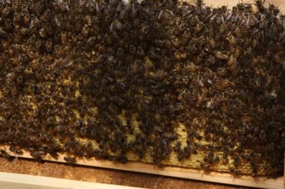 蜂螨的预防和治疗方法，使用升华硫等蒸熏剂可将其灭杀