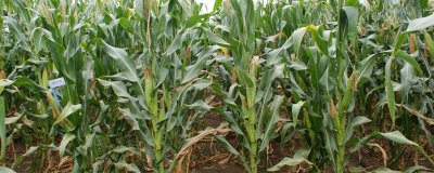 金玉588(区试名称:黔玉904)玉米种子特征特性,生育期119天