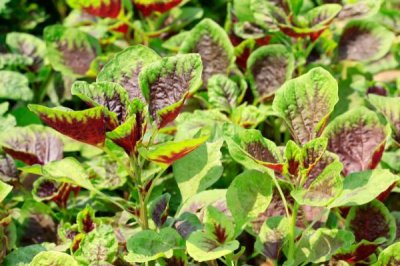 河南野菜的种类,你吃过哪几种