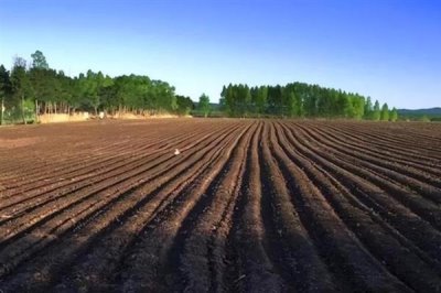 佛手瓜怎么种植，用温水浸种1小时再播种