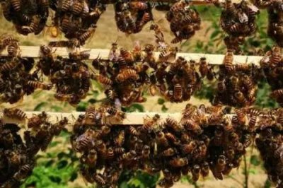 蜜蜂爬蜂病的种类,不同种类的防治方法不同