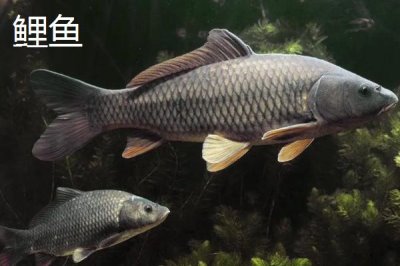 蚯蚓钓鱼法,是名副其实的“万能饵料”