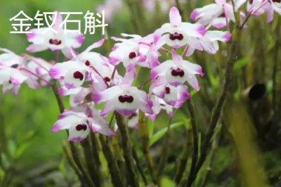 金钗石斛的价格,新鲜且精选货一斤售价150元