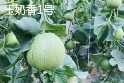 甜瓜品种推荐,是夏季消暑水果