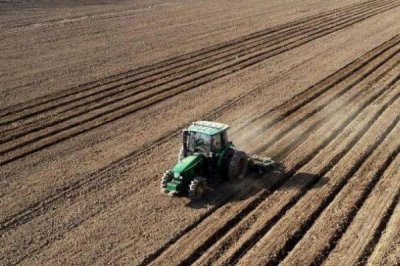 莴笋的种植方法,春季和秋季均可种植