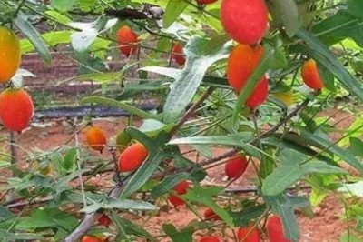 红香果的价格和种植前景,一斤需要100元左右