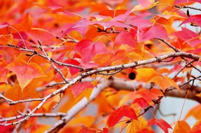 什么是三角枫，属于槭树科落叶乔木