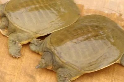 室内水产养殖项目,好养又赚钱