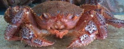 红毛蟹是什么蟹，因体色呈红色而得名