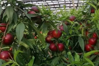 大棚油桃的管理要点，可以选择在桃林中建棚