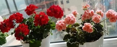 天竺葵的养护方法,春秋季十天施一次稀薄液肥