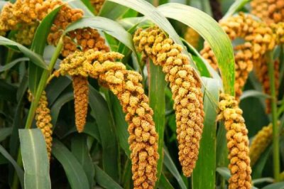 怎样防治谷瘟病,首先积极推广抗病良种或引进抗病良种