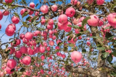 苹果着色的决定性因素，与品种、栽培环境和肥料等有关