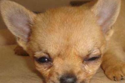 宠物低血糖应该怎么解决,首先要明白低血糖的原因再对症治疗