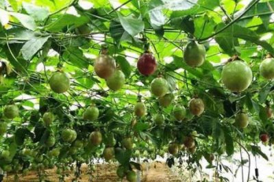 百香果未来的种植前景,需求较多目前来看前景较好