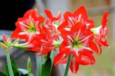 朱顶红好不好养,属于易养花卉品种