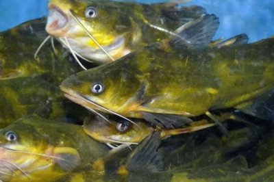 黄骨鱼是什么鱼,是一种常见的淡水鱼