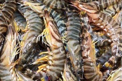 斑节对虾的产地,一般栖息于浅海海域