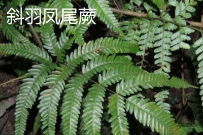 凤尾蕨的种类，种类繁多各具特色