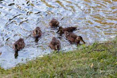 小野鸭子如何养活,苹果或小鱼干都可以喂食