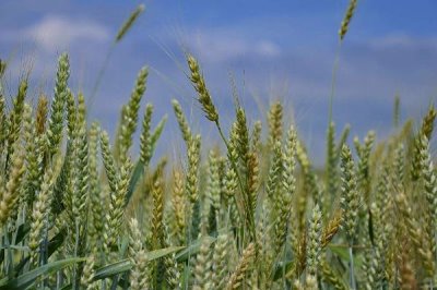 怀川109小麦品种简介,半冬性品种