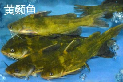 7号丸世钩适合钓什么鱼,黄颡鱼、鲶鱼和黑鱼都适用