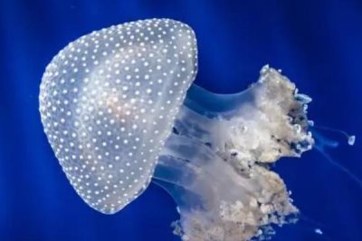 海蜇是什么,是一种无脊椎动物